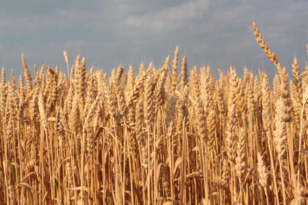 Wheat stalks forming a horizon line against the skyの写真素材