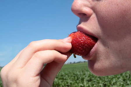 Girl is eating a strawberry fresh from the field.の写真素材