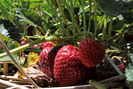 Strawberries hiding under the leaves in the patchの写真素材
