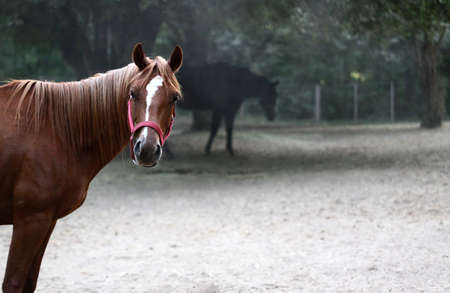 A horse staring back at you from inside the corralの写真素材