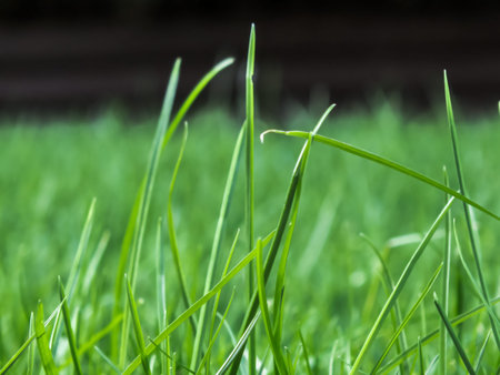 Blades of grass in the foreground shot