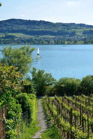 View to Lake Hallwil from a vineyard, Switzerlandの写真素材
