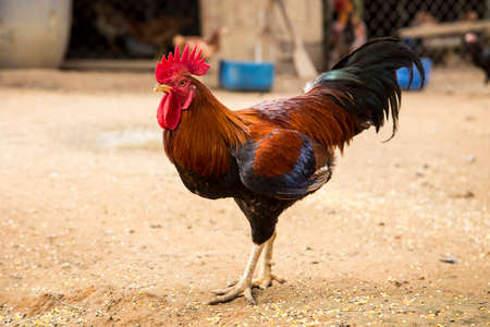 A cock walks at a farm in Terengganu state.の写真素材