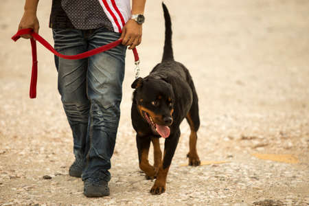 A man holds a leash which tighten up a rottweiler during a training course in Ipoh, Perak.の写真素材