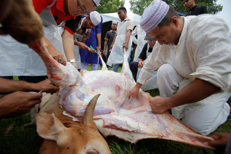Muslims cut and separate beef after a cow was slaughtered during Eid Al-Adha Al Mubarak, the Feast of Sacrifice cerebration which held at  Masjid Muhammadiah, the Chinese Mosque in Ipoh, Perak, Malaysia.のeditorial素材