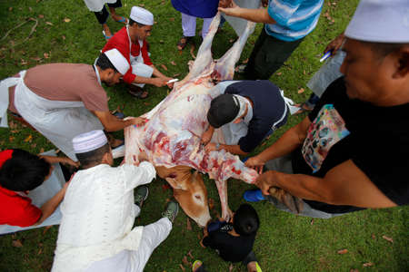 Muslims cut and separate beef after a cow was slaughtered during Eid Al-Adha Al Mubarak, the Feast of Sacrifice cerebration which held at  Masjid Muhammadiah, the Chinese Mosque in Ipoh, Perak, Malaysia.のeditorial素材