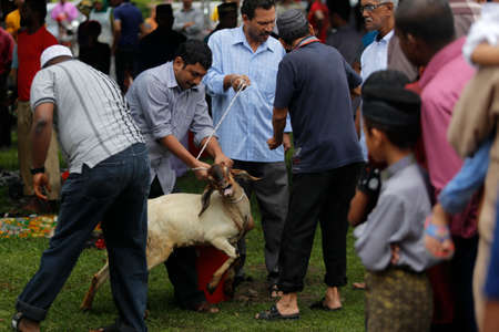Muslims tries to calm down a goat before it is being slaughtered during Eid Al-Adha Al Mubarak, the Feast of Sacrifice cerebration which held at  Masjid Muhammadiah, the Chinese Mosque in Ipoh, Perak, Malaysia.のeditorial素材
