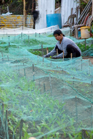 A worker is seen planting vegetables at a farm in Lamma Island, Hong Kongのeditorial素材