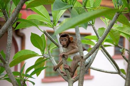 A monkey wears diaper, bites a branch as it is climbing a tree in Ipoh, Perak.