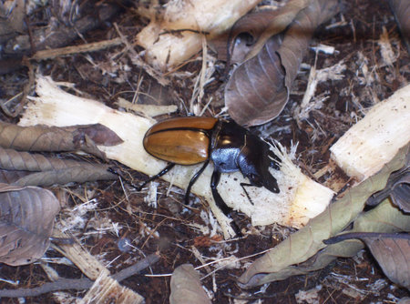 beetle
