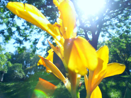 yellow flower at lake gardenの写真素材