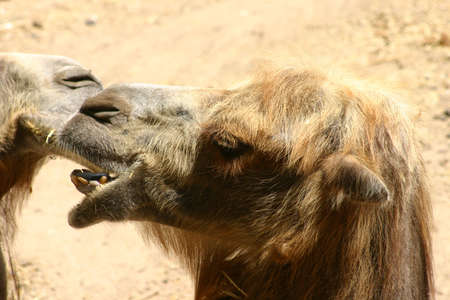 Camelsの写真素材