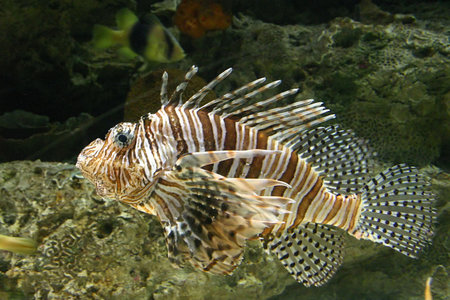 Lion fish