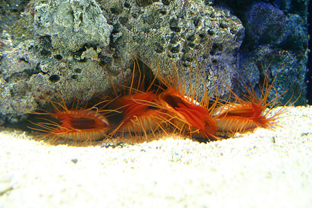 Sea animals