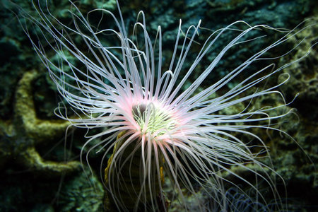 Sea rose