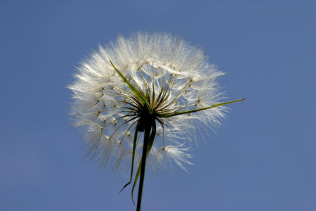 Desert flower