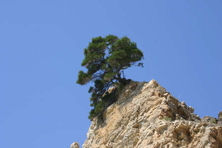 Tree on the rockの写真素材