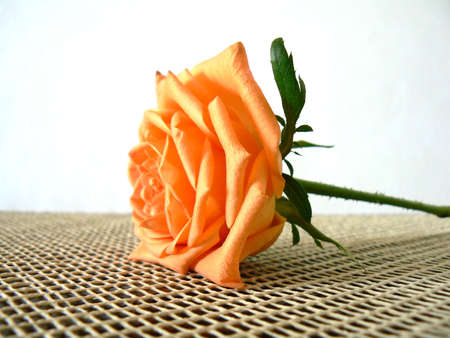 Rose on a canvasの写真素材