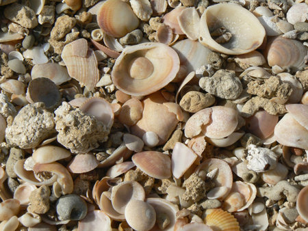 Stones and sea shells on the beach