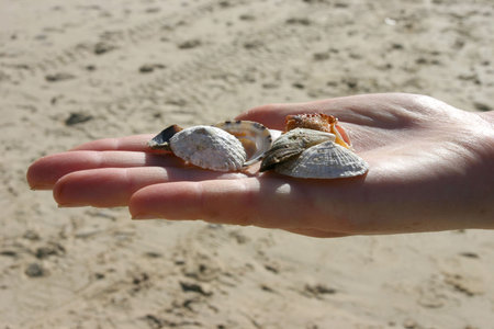 Sea shell on the hand
