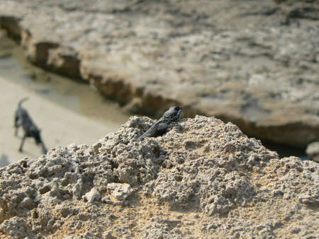 Lizard on the rockの写真素材