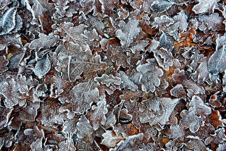 Frozen brown blue red and green leaves on groundの写真素材