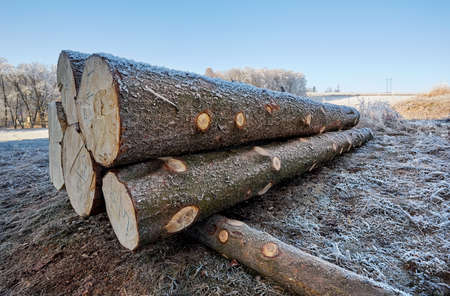 Frozen logs laying on winter groundの写真素材