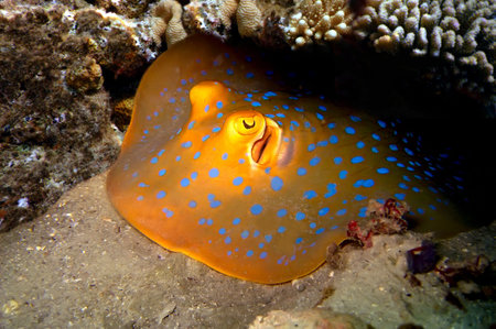 Blue Spotted Ray, Koh Tao island, Thailand