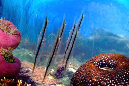 Shrimpfish at coral block, Koh Chang island, Thailandの写真素材