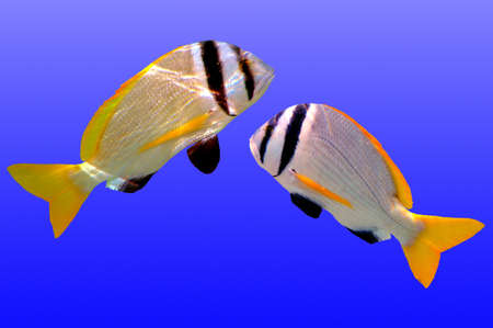 Doublebar bream (acanthopagrus bifasciatus) isolated on blue, Red Sea, Egipt     の写真素材