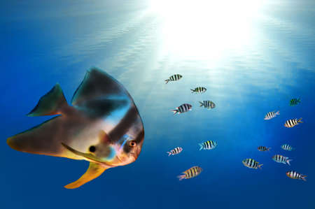 Orbicular Spadefish and sunの写真素材