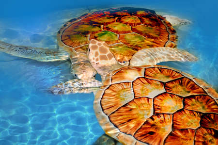 Green sea turtle swimming in ocean seaの写真素材