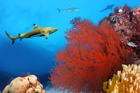 Whitetip sharks over coral reefの写真素材