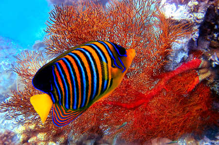 Pygoplites diacanthus and Gorgonian fan の写真素材