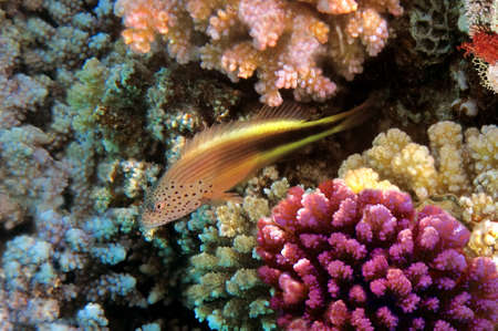 Blackside hawkfish standing on the coral reefの写真素材