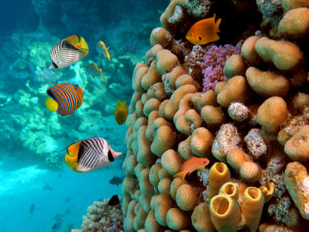Tube Coral. shot in the Red Seaの写真素材
