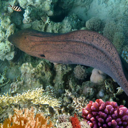 A large muraena fish swimming aroundの写真素材