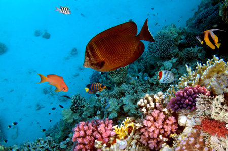 Photo of a coral colony, Red Sea, Egypt
