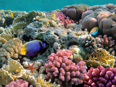 Photo of a coral colony, Red Sea, Egypt