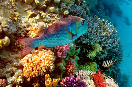 Coral Reef in Red Sea, Egyptの写真素材
