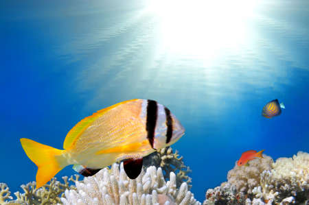 Doublebar bream (acanthopagrus bifasciatus) , Red Sea, Egypt.の写真素材