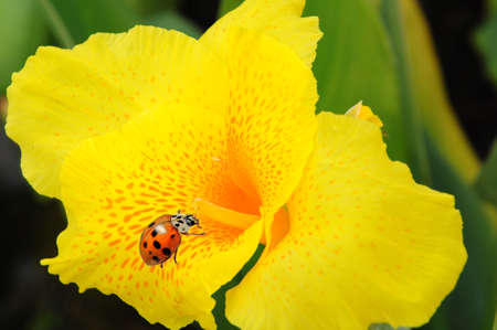 ladybug on yellow flowerの写真素材