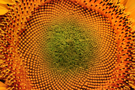 Beutiful close-up sunflower.の写真素材