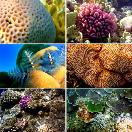 Set of 6 corals images. Underwater concept の写真素材