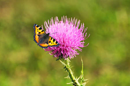 Monarch butterfly, Danaus plexippus, feeding on a milk thistle flower, Silybum marianumの写真素材