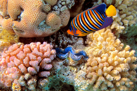 regal angelfish (pygoplites diacanthus), Red Sea, Egypt