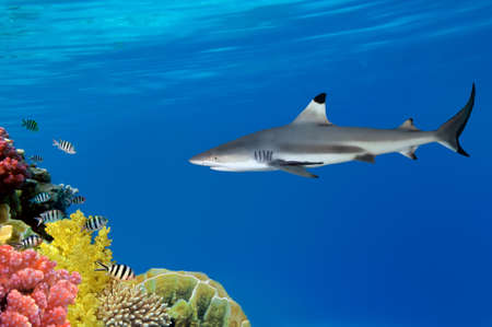 Grey Reef Shark swims の写真素材
