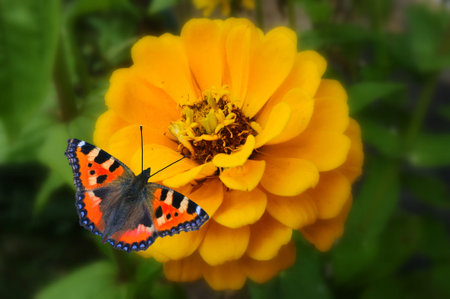 Butterfly and zinnia flowers