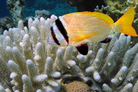 Doublebar bream (acanthopagrus bifasciatus) , Red Sea, Egypt.