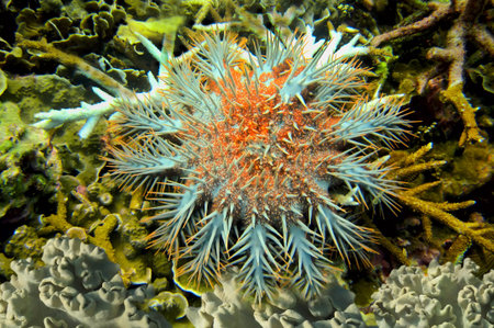 Crown-of-thorns starfish (Acanthaster planci)nocturnal sea star coral polyps